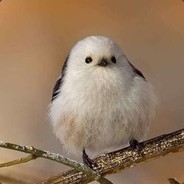 koondookoondee