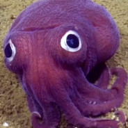 UglyCuttlefish