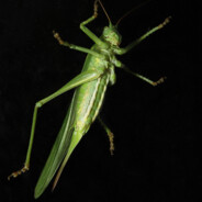 UfoCZ