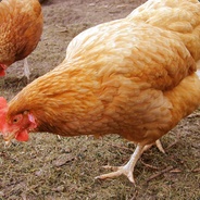 Chiefchicken1232