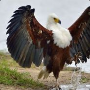 Admiralvalkyrie