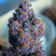 Dodo_203