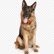 Aridog