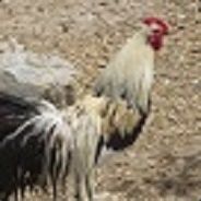 ThatChicken1