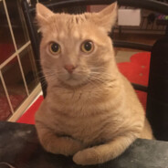 pepino
