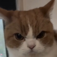 Evil Kitty