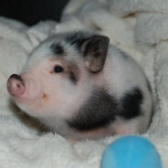 micropig