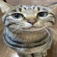Baguet // meow