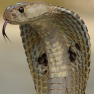 kobradil