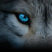 Lonely Wolf
