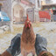 chicken