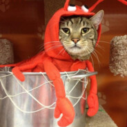 Shrimp