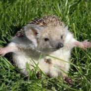 ЕжАрА 🦔
