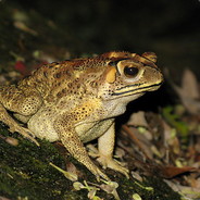 FrogPROJECT III