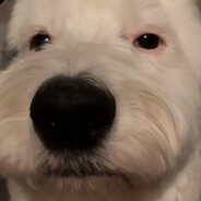 cocos2