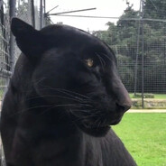 BAGIRA