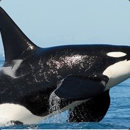 Free Orca's avatar