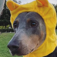 lil bee