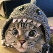 Schrödinger's Meow