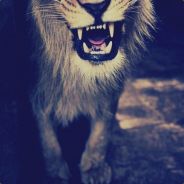Big Lion