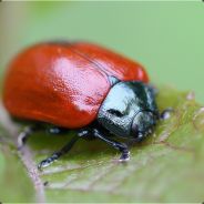 RedZhyk_ez