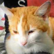 Micia