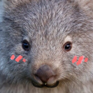 Wombat