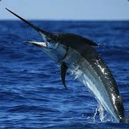 Marlin