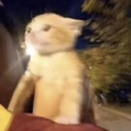 El Gatto
