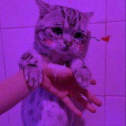meow.♡