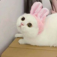 rabbit