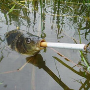 Fih