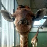 Baby giraffe