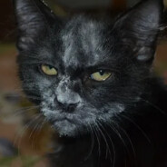 Кот кокос