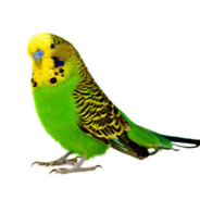 parkiet