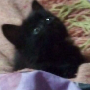 Geru