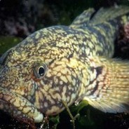 Guvidele Mondial 2k25