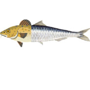 Cod Sardine