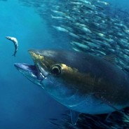 Tuna