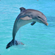 Dolphin Brain