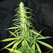 sativa