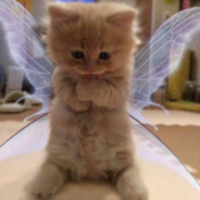 ʕ ᵔᴥᵔ ʔ