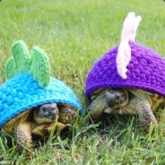 TurtleSwarm