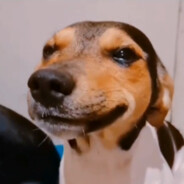 High Dawg