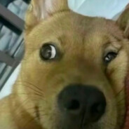 要嫁就嫁灰太狼