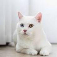 aqua_white3cat81