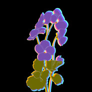 vampicuis logo