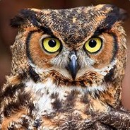 Owl2059