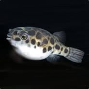Mister_Takifugu