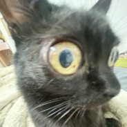hit your meow meow